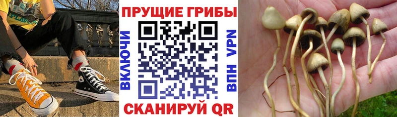 Псилоцибиновые грибы GOLDEN TEACHER  Новомосковск 